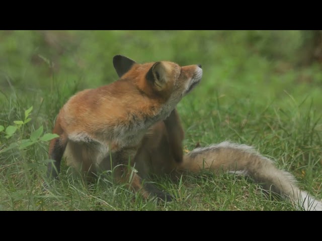 Foxes Befriend Their Human Savior.