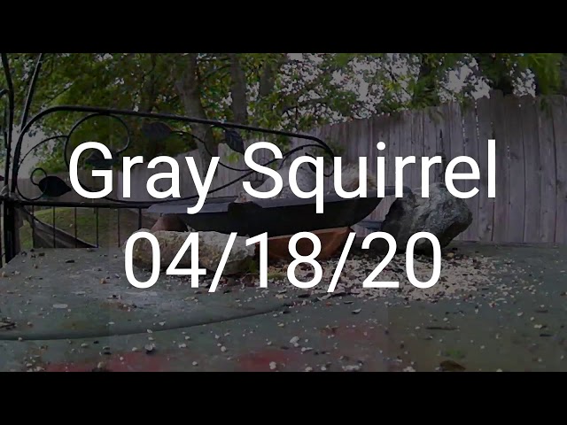 Gray Squirrel 04/18/20