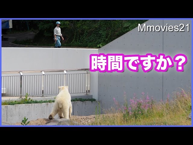 飼育員さん　時間ですか？　姿を追うリラがいじらしい Polar Bears