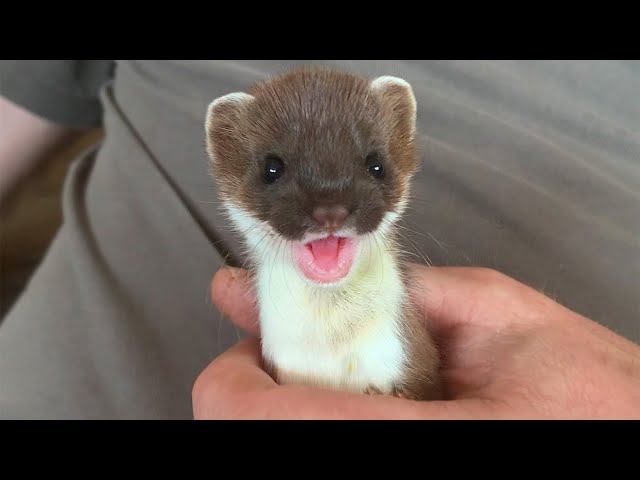 Two Rescued Stoats Back To The Wild | Rescued & Returned to the Wild | Full Story | Robert E Fuller