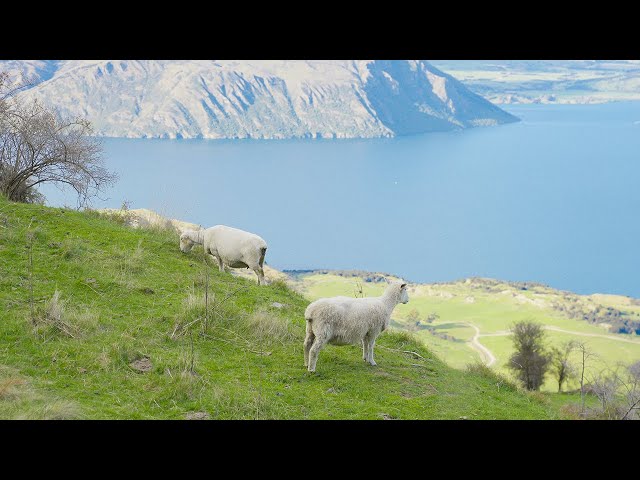 South Island of New Zealand -  Sunset at Roys Peak | 4K50P HDR