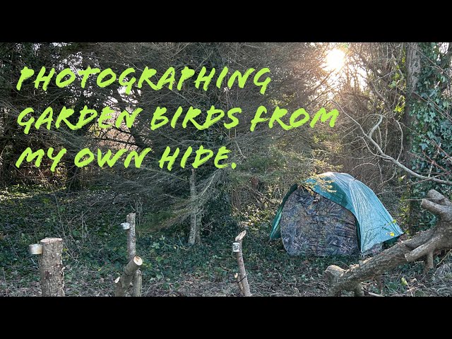 Photographing garden birds in winter from a pop up hide! #ireland #photography #wildlifephotography