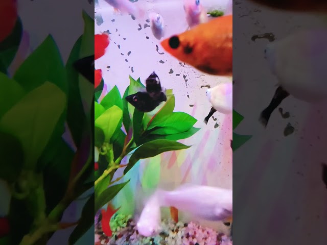 #guppy #fish #fishcare #aquascape #aquarium #guppyfish #betta #fishaquarium #youtubeshorts #ytshorts