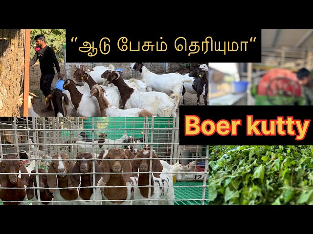 Eppadi aadu valakarathu!!Green fooder for Goats|contact-9500300061|AGF