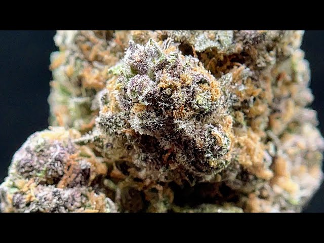 🏆YAGA Farms🏆 | Venom OG THCa Private Reserve | Sesh 1.🎬🎬 #review #yagafarms #streamingnow