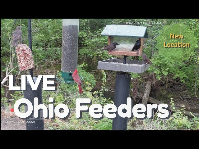 Live Nature View | Muddy Creek - Ohio #Nature #birdwatching #watersounds #cattv #wildlife