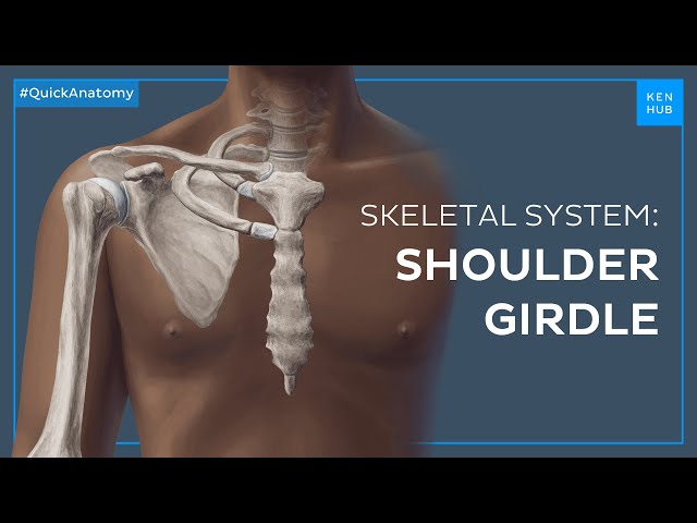 Shoulder (pectoral) girdle: Bones and location - Quick Anatomy | Kenhub