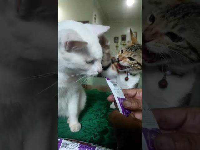 Funny cats video #cat #funny #cute #pets #lucu #catcomedy #feedshorts #catlover