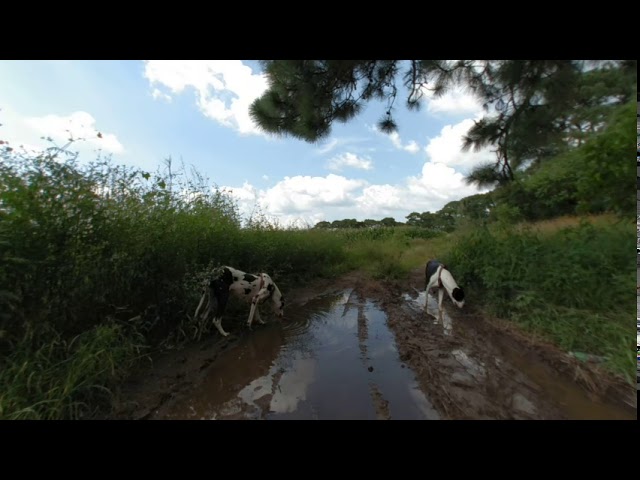 Perros tomando agua en un charco