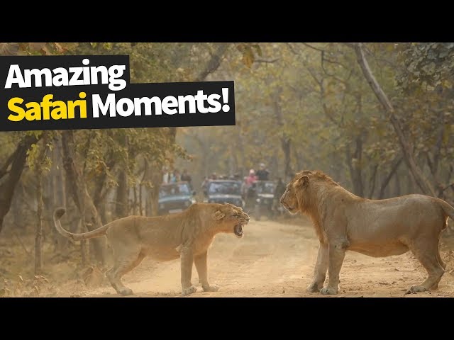 26 Incredible Safari Moments Caught on Camera