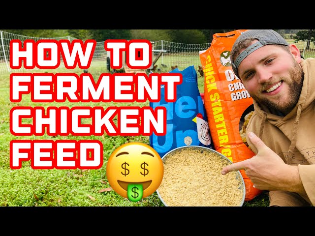 💥 How to FERMENT Chicken Feed & SAVE ON FEED COSTS 💰🤑