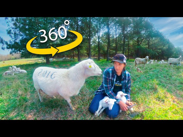 360 Virtual Sheep Farm Training | Caring for Newborn Lambs