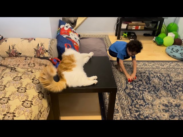 Crazy cute cat’s daily routine, how about a table to rest?