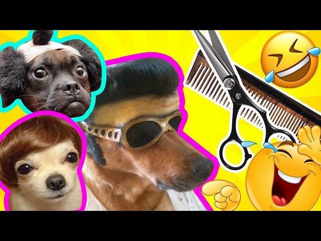 WORST Dog Haircuts Of ALL-TIME | Guaranteed To LOL