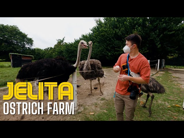 We Were Attacked by an Ostrich | Exploring Malaysia - Part 6