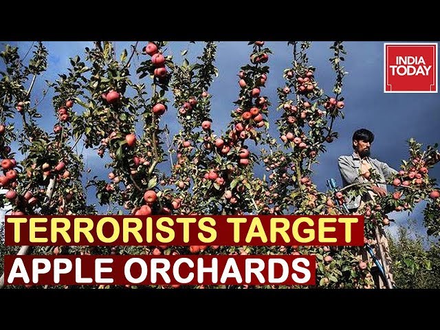 Terrorists Target Apple Orchards In J&K By Burning Them | Watch Ground Report