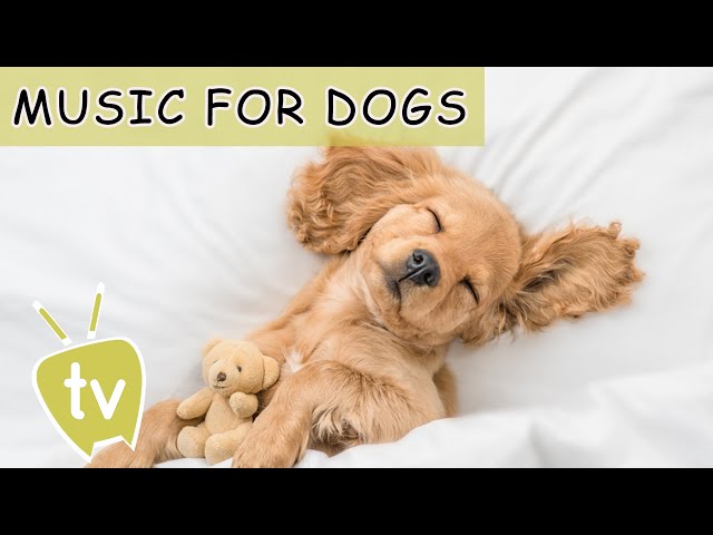 Music For Dogs: Dog's Favorite Music, Stress Reliever Music For Dogs At Home Alone