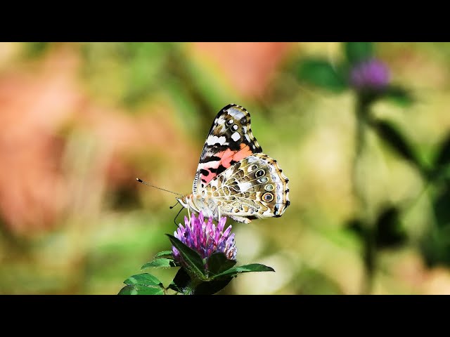 Fall Butterflies