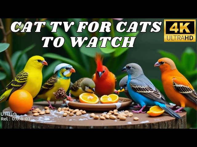 🔴12 Hours Live: Cat TV  😺 Cat Entertainment 😺 Adorable Birds, Squirrels, and a Pumpkin in 4K