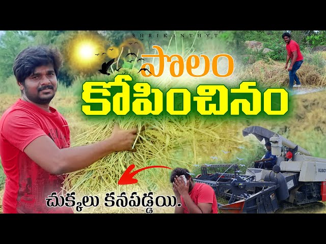 పొలం కోసినం | Polam Kosinam | Village Telugu Vlogs