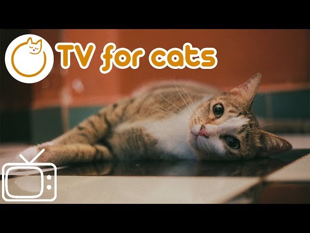 Calm Your Cat - Best TV For Cats 2018 - Cat Entertainment for Lonely Cats