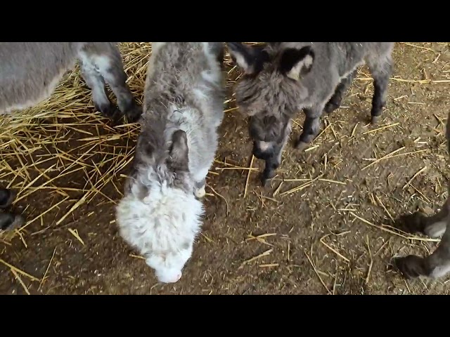 Checking in on JB - Cannon Hall Farm