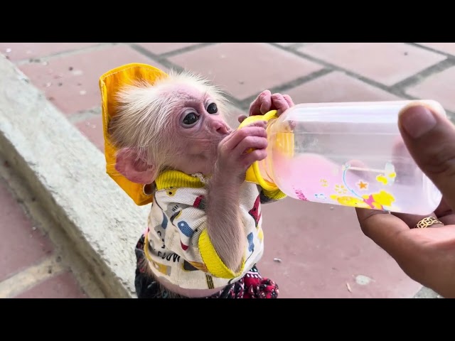 Baby monkey