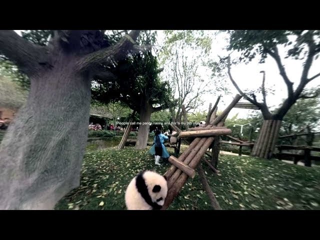 Check out how panda ambassadors are raised in this 360° video!