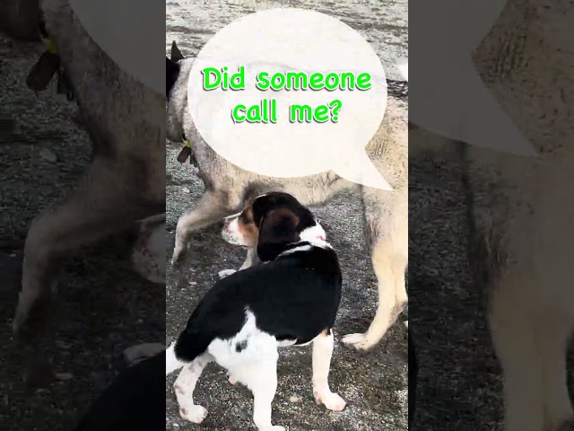 Ren meets a the 4-month-old puppy, who is mentally larger #beagle #puppy #cute