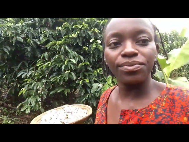 Village hustles of African mom harvesting mushrooms and planting sweet potatoes