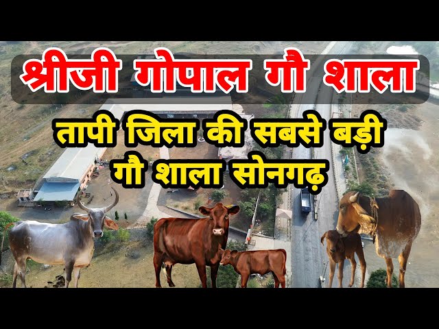 Shriji Gopal Gau Shala Songadh | Biggest Gaushala in Tapi | Cow Foundation Gujarat | Gau Shala Video