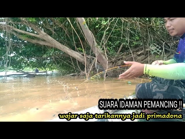 SUARA IDAMAN PEMANCING || KUATNYA TARIKAN SANG PRIMADONA