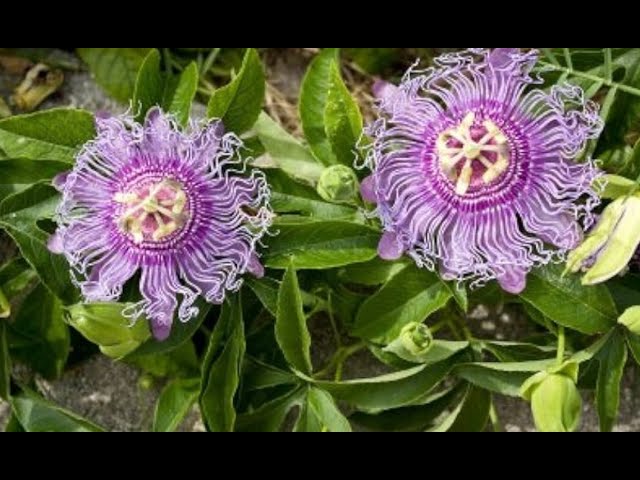 Passion Flower (Passiflora incarnata)