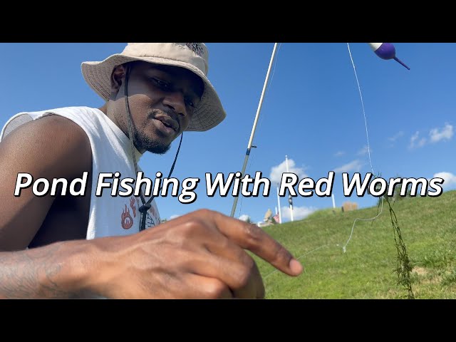 How To Pond Fish With Red Worms