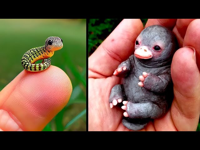 Cutest Baby Animals You Can Legally Own