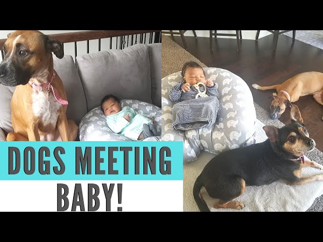 Bringing Baby Home!! Meeting the Dogs