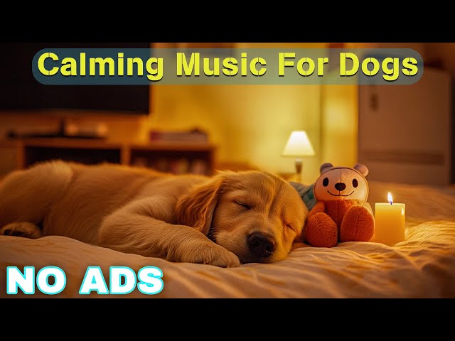 12 HOURS of Dog Calming Music for Dogs🦮💖Anti Separation Anxiety Relief Music🐶🎵Music for Dogs