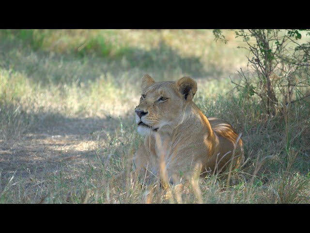 The female lion rests in the shade in the middle of the day in Masai Mara in 4K HDR