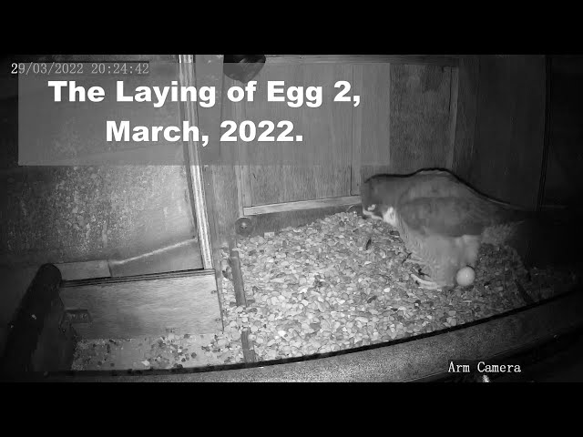 Laying of an Egg