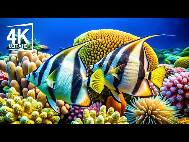 The Beauty Of Aquariums In 4K ULTRA HD - Witness the Untouched Beauty Of The Most Exquisite Fish