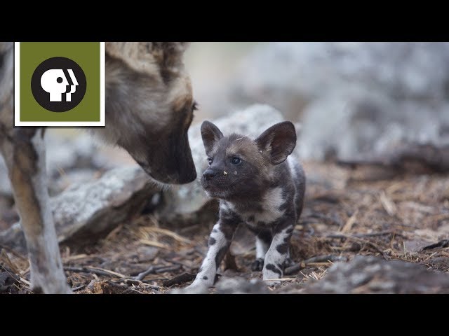 African Wild Dog Mom Needs a Break from Pups