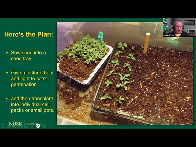 How to Start Your Own Flower and Vegetable Transplants Indoors - NDSU Extension Field to Fork