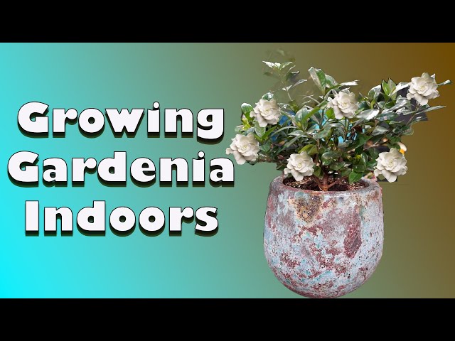 How to Grow Gardenia Indoors || Gardenia Care