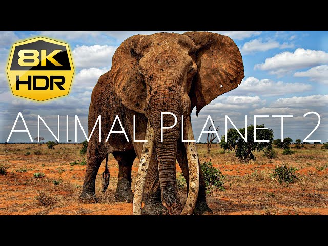 Animal Planet 2 8K HDR Ultra HD | Over 100 Amazing Animals with Nature Sounds