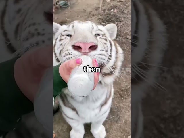 Sick Tiger needs Help