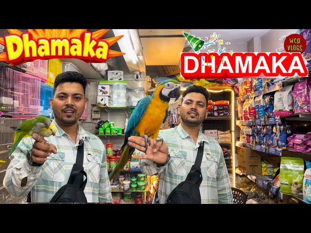 Wajid exotic birds new video Jogeshwari mumbai #wajidexotic #birds #exotic #birdslover