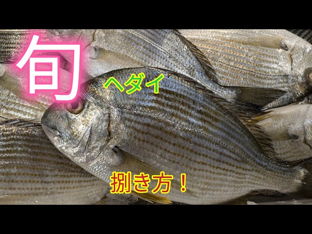 [魚の捌き方]ヘダイ捌き方！