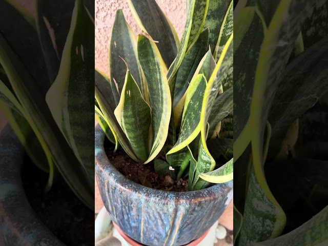 Snake Plants Looks so Beautiful at the Front of the Porch