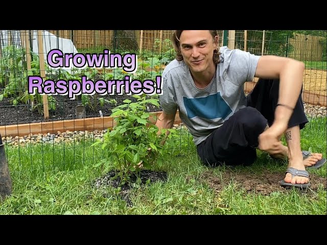 Growing Raspberries! Starting your Raspberries and Care