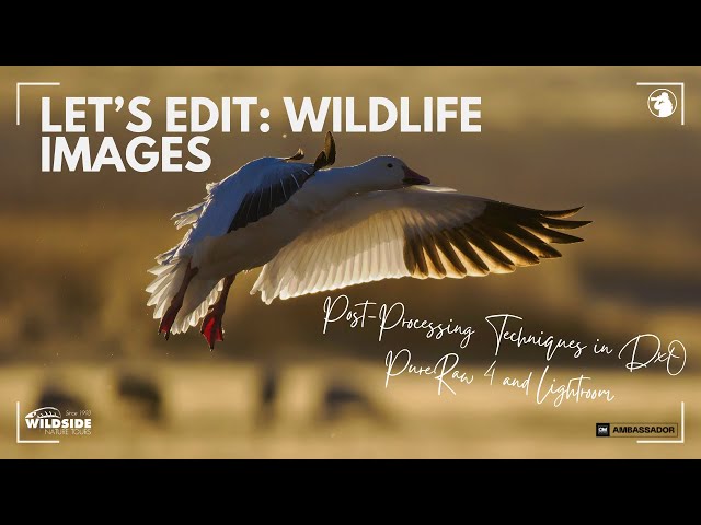 Let's Edit: Wildlife Images  - Post Processing Techniques in DxO Pure Raw & Lightroom